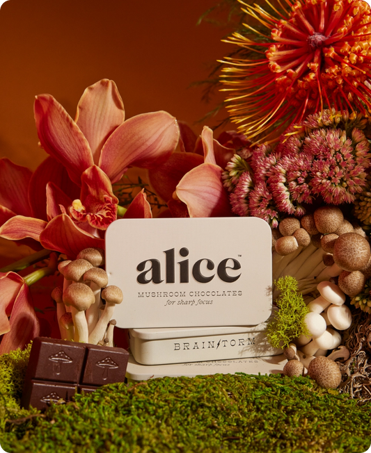 Alice | Brainstorm (Mushroom Chocolates For Focus)